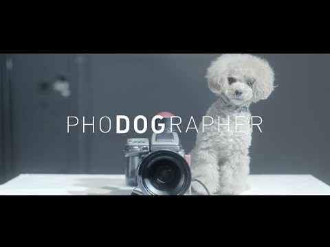 愛犬がカメラマンになって家族の写真を撮影！マースジャパンのWebムービー
